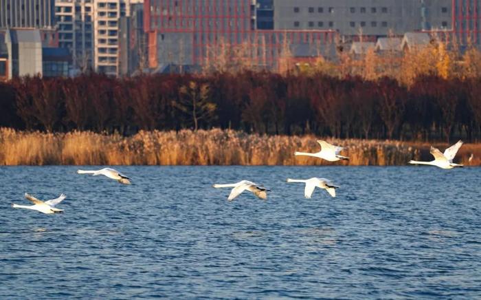 新郑龙湖今年最新消息（“新郑龙湖最新资讯速递”）